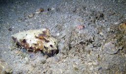 Cận cảnh ngụy trang trong nháy mắt của bạch tuộc