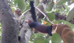 Khỉ tinh nghịch, tranh giành thức ăn với sóc bay khổng lồ