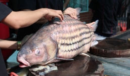 Đại gia Hà thành vung tiền mua “tứ quý” cá làm tiệc Tất niên