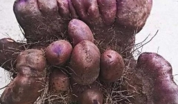 Đào được củ khoai tím nặng 21kg, có hình dáng như nải chuối 2 tầng