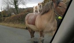 Hy hữu cảnh chó cưỡi ngựa trên đường ở Anh