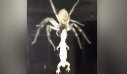 Clip nhện 'khổng lồ' tha xác thằn lằn ngoài cửa sổ nhà dân