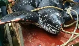 Rùa biển 'khủng' hơn 4 tạ bị ngư dân xẻ thịt bán gần 3.000 USD