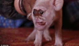 Clip hy hữu lợn nái đẻ con giống khỉ