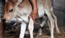 Bê con 7 chân, 2 bộ phận sinh dục ở Lâm Đồng