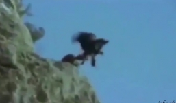 Đại bàng quăng dê xuống vách núi sau cuộc chiến khốc liệt 