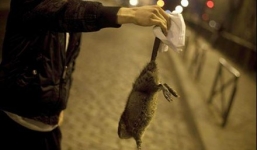 Đóng cửa khu du lịch để diệt chuột