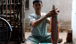 Câu được cá trê bạch tạng nặng gần 2 kg, dài 80 cm