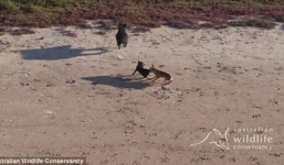 Video: Chó hoang Dingo rượt đuổi kịch tính, giết chết lợn rừng