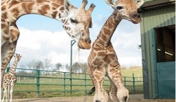 Hươu cao cổ con choáng váng khi bị đẻ rơi từ độ cao 2 mét