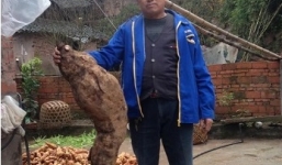 Củ sắn dây 'khủng' dài 1,4 mét có hình thù kì lạ