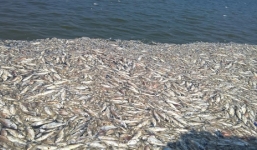 Hà Nội công bố 4 nguyên nhân gây cá chết ở các hồ