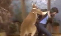 Kangaroo bất ngờ đấm MC túi bụi trên truyền hình