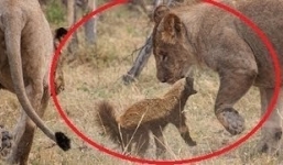 Lửng mật tinh ranh thoát khỏi đàn sư tử