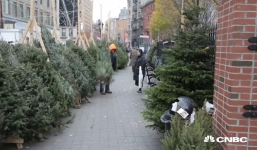 Ngành trồng thông Giáng sinh tại Mỹ kiếm bộn tiền 