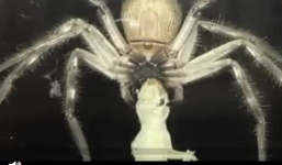 Cận cảnh nhện độc khổng lồ ăn thịt tắc kè