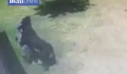 Video: Chó dữ xông vào tấn công dã man bé trai 3 tuổi