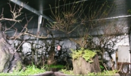 Video: Vườn đào quý tộc được 'chăm bẵm' trong phòng điều hòa chờ Tết