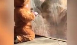 Sư tử điên cuồng cào xé tấm kính bảo vệ khi đối mặt với em bé
