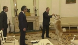 Video: Putin trổ tài dỗ chó trước đoàn truyền thông Nhật