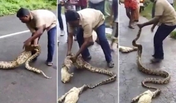Video: Dùng tay không bóp cổ, nặn bụng trăn để đòi lại vật nuôi