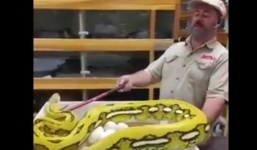 Video: Người đàn ông 'ăn cắp' ổ trứng của trăn mẹ hung dữ