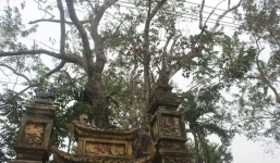 Lộ diện đại gia Bắc Ninh chi gần 25 tỷ mua cây sưa 200 tuổi