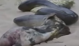 Trăn 'khủng' nuốt chửng lợn rừng và cái kết đắng