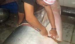 Ngư dân bắt được cá tra dầu khổng lồ nặng 230 kg, dài hơn 2 m