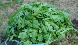 Rau cải cúc và những lợi ích bất ngờ ít biết