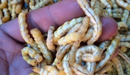 “Thần dược” sâu chít sấy khô đội giá gần 4 triệu/kg vì mất mùa?
