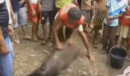 Sốc: Mổ bụng trăn 'khủng', lôi ra một con lợn rừng