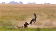Video: Lợn rừng mẹ húc văng báo hoa lên không trung