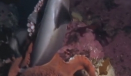 Bạch tuộc tung đòn bắt gọn cá mập