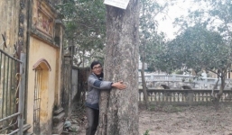 Đại gia chi gần 25 tỷ mua cây sưa 200 tuổi ở Bắc Ninh