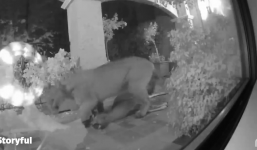 Sư tử núi khổng lồ vồ mồi ngay trước nhà dân