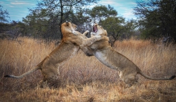 Trận chiến kịch liệt giữa 'hai chị em' sư tử
