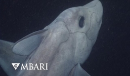 Cá mập ma lần đầu được phát hiện ở độ sâu 2.000m