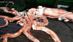 Phát hiện mực ống 'khủng' nặng hơn hai tạ, xúc tu dài 20m