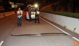 Phát hiện trăn dài 3,5m băng ngang qua đường