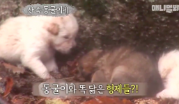 Chó mẹ cầu cứu người dân giúp đỡ đàn con đang co ro trong giá lạnh