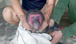 Truy tìm người hành hạ khỉ dã man, đăng ảnh trên facebook