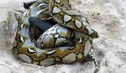 Dơi khổng lồ tung đòn hiểm đáp trả khi bị trăn siết chặt