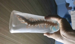 Clip cận cảnh rết 'khổng lồ' được phát hiện trong phòng