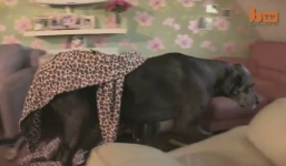 Video: Cận cảnh con chó lớn nhất thế giới