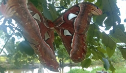 Xuất hiện đàn 'bướm ma' khổng lồ ở miền Tây