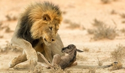 Những video động vật gây sốt trong năm  2016