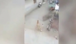 Sư tử hung dữ truy sát bò khiến dân làng hoảng loạn