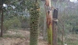 Buồng chuối gần 300 nải ở Nghệ An gây xôn xao