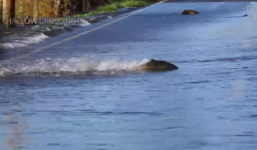 Video cá hồi chum 'vượt đường về nhà'